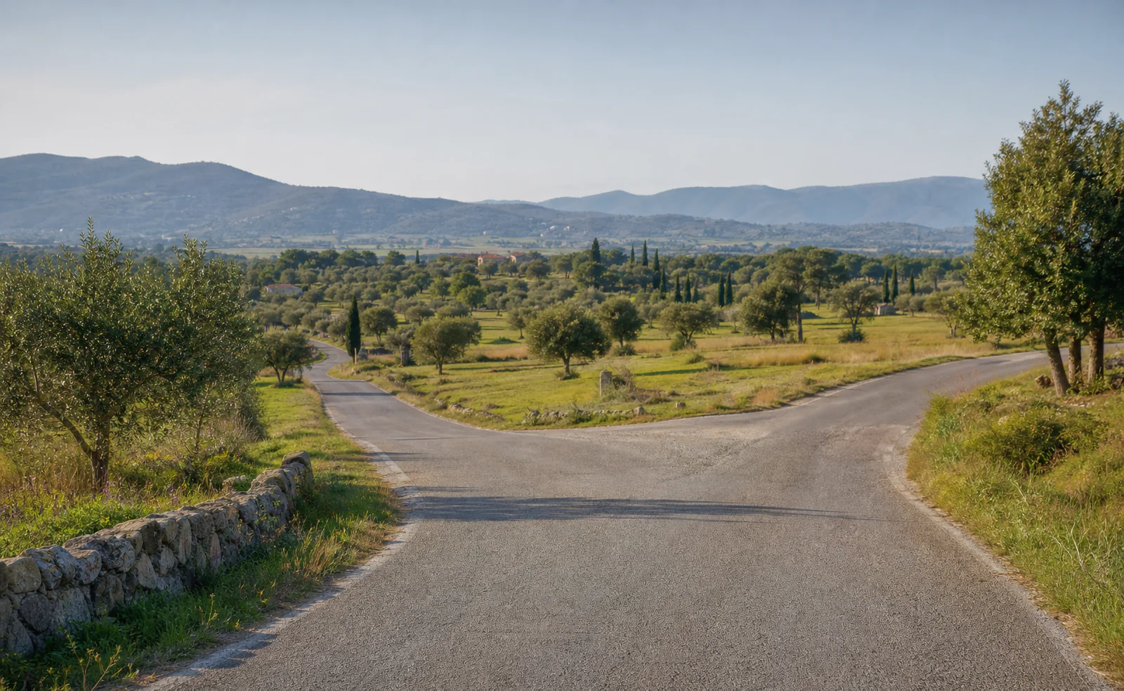 Bifurcació entre oliveres a l'Empordà
